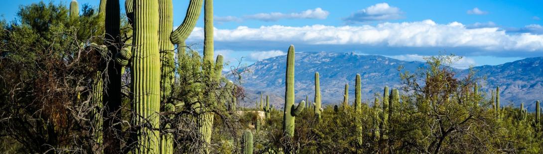 Saguaro Tucson landscape