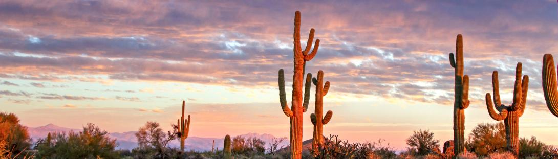 Sonoran Desert Landscape In Scottsdale AZ Near Sunset Time