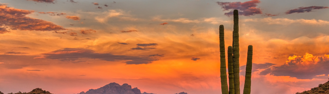 Sonoran Sunset with a cactus plant